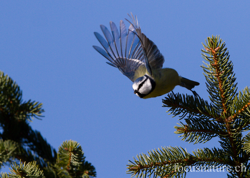 Mesange bleue 3700.jpg - Mésange bleue - Eurasian blue Tit - Cyanistes caeruleus (St-Cergue, Vaud, novembre 2012)